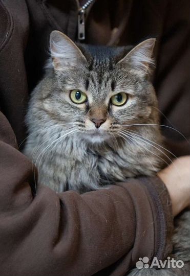 Сибирская кошка Дотти в добрые руки