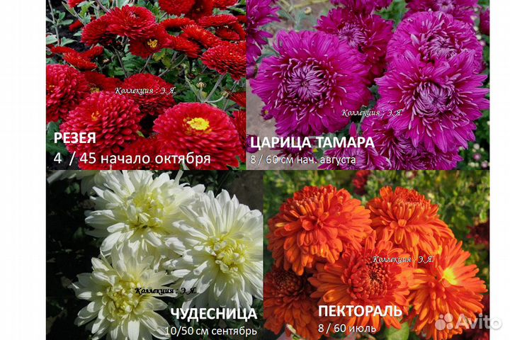 Хризантемы садовые, 8 кв Доставка Пересылка Почтой