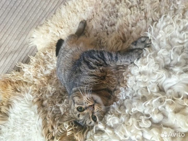 Кошка ищет дом