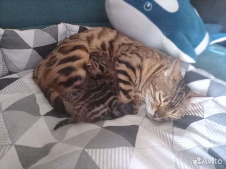 Бенгальская кошка