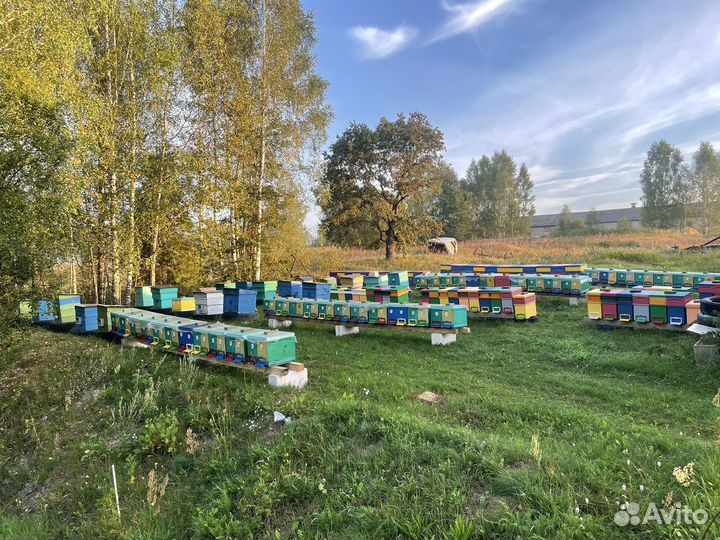 Пчела бакфаст. Матки. Пчелопакеты