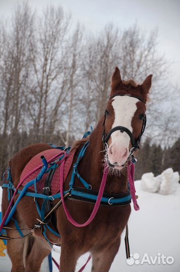 Упряжь для пони/клеппера