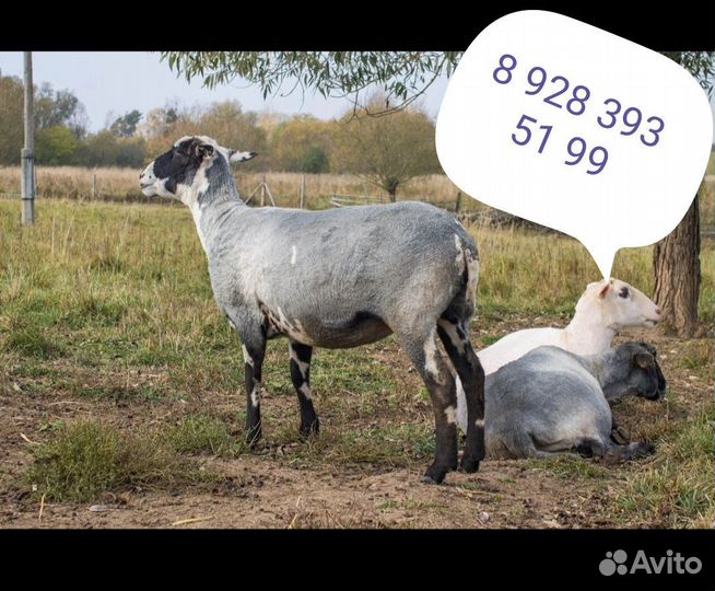 Стрижка овец