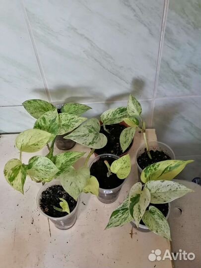 Эпипремнумы 5 сортов