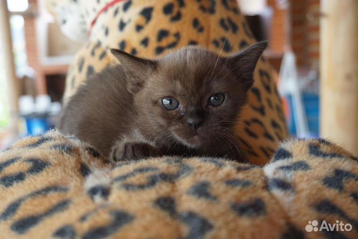 Бурманские котята