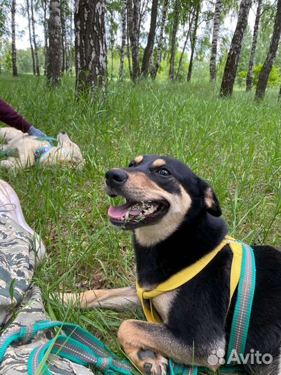 Австралийский келпи в добрые руки