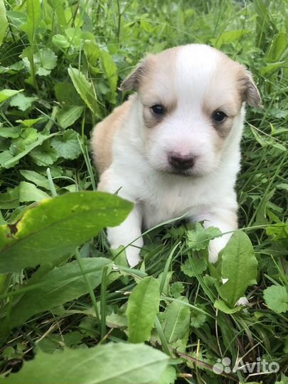 Щенки хаски бесплатно