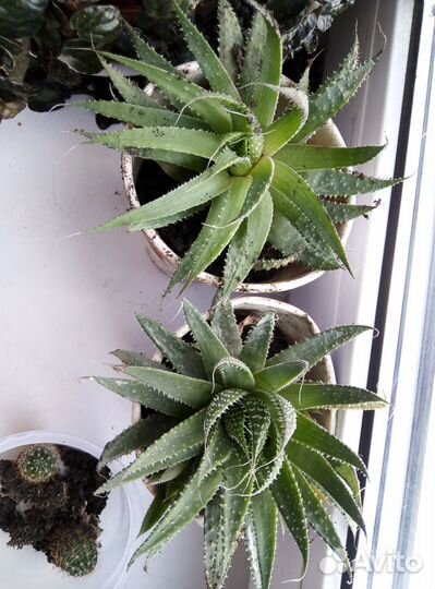 Разные Комнатное растение