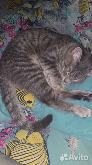 Кошка в дар бесплатно