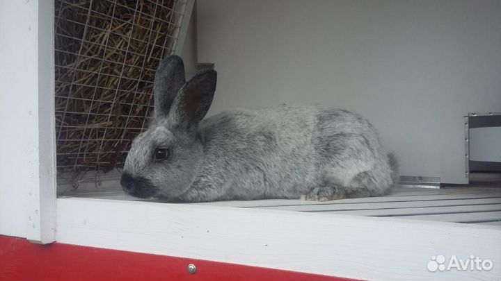 Клетка для кроликов / миниферма