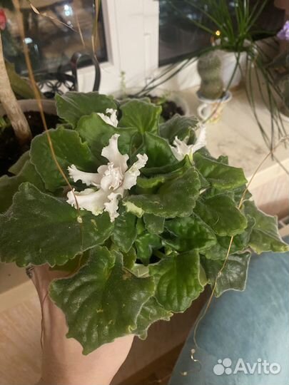 Домашние цветы цветущие