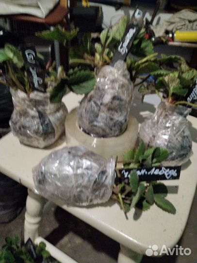 Саженцы сортовой клубники. Клубника