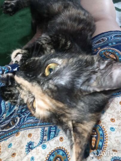 Кошечка в добрые руки