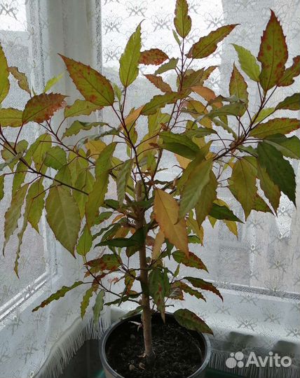 Гибискус - карнавал