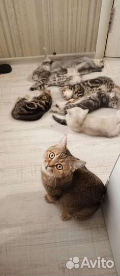 6 котят мраморные и шиншиллы