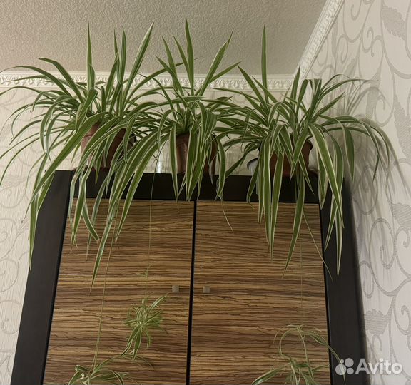 Хлорофитум полосатый большой с детками