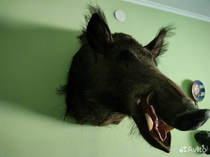 Кабан,Глухарь