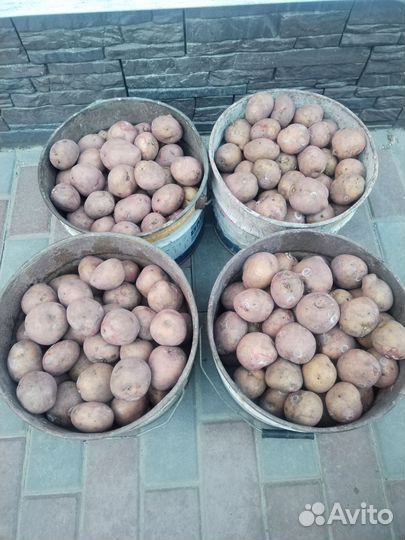 Семенной картофель