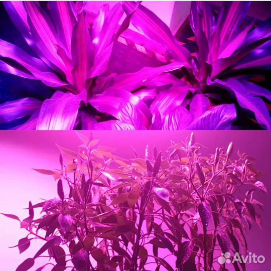 Фито светильник 50 ватт для растений и рассады