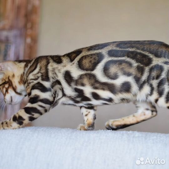 Котёнок мальчик элитный