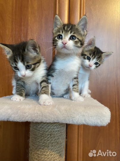 Котята мальчики 1,5 мес