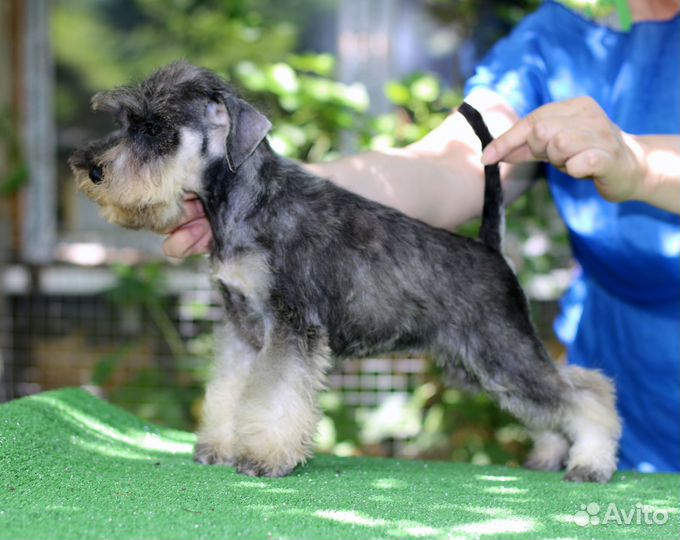 Щенки цвергшнауцера Девочка и мальчики