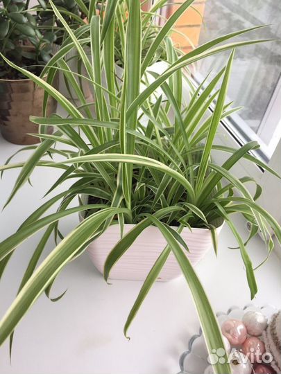 Хлорофитум