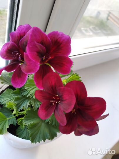 Пеларгония герань
