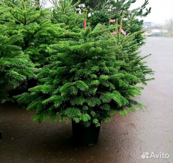 Пихта Нордмана