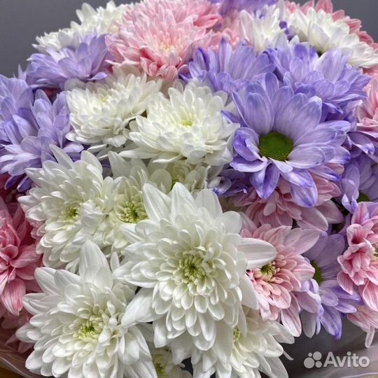 Купить хризантемы