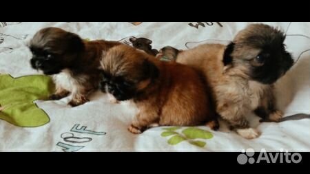 Щенки пекинеса