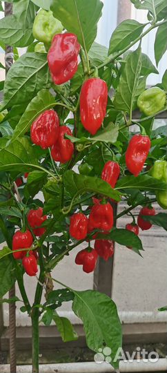 Крафтовый сверхострый соус из перцев чили