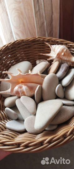 Морские ракушки и камни