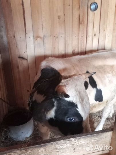 Быки на племя