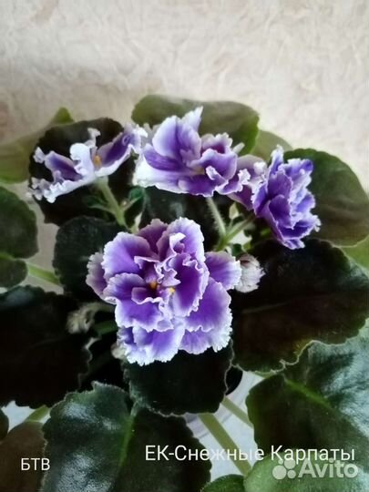 Фиалки сортовые