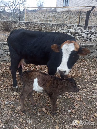 Корова с теленком