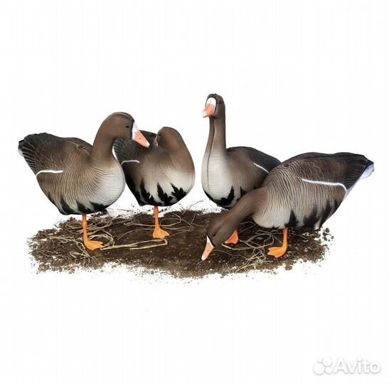 Чучела Белолобый superxpe