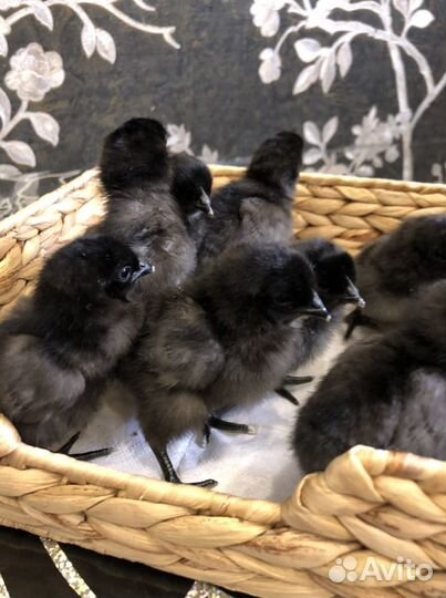 Куры, Петухи Ухейилюй, инкубационное яйцо