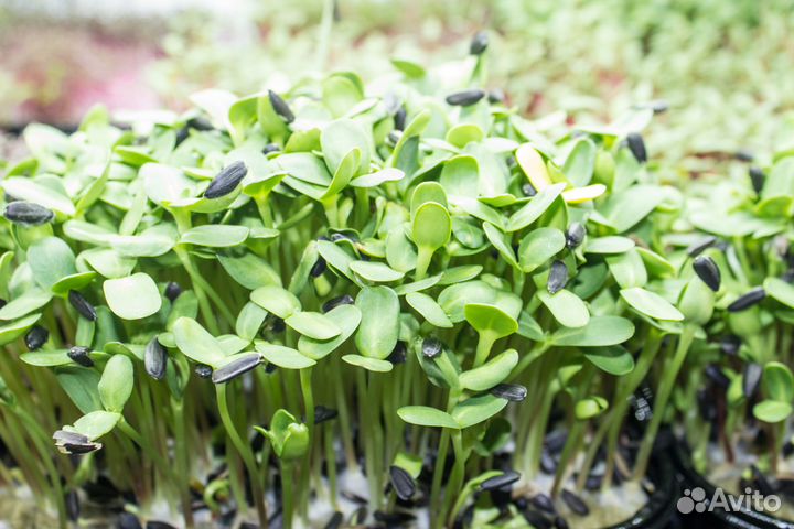 Микрозелень