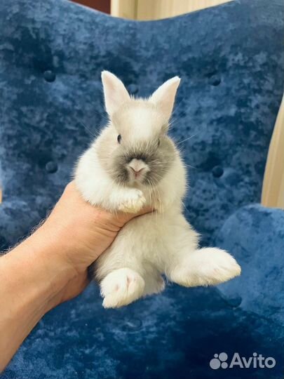 Кролики мини ручные. Большой выбор