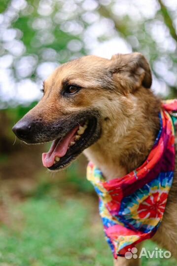 Собака Лакки в добрые руки