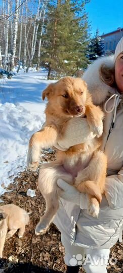 Отдам в добрые руки