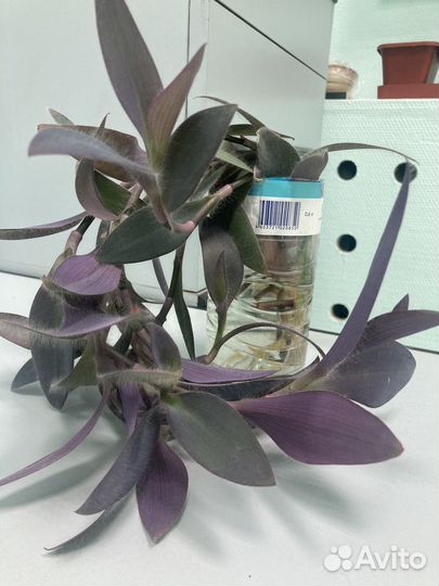 Традесканция