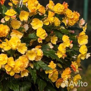 Бегония ампельная в Тюмени