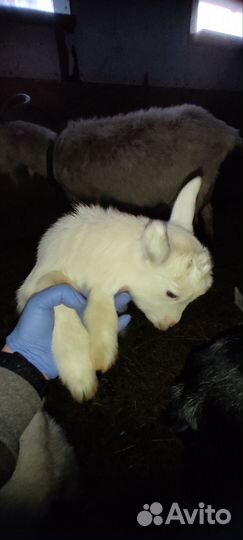 Козы и козлята продажа