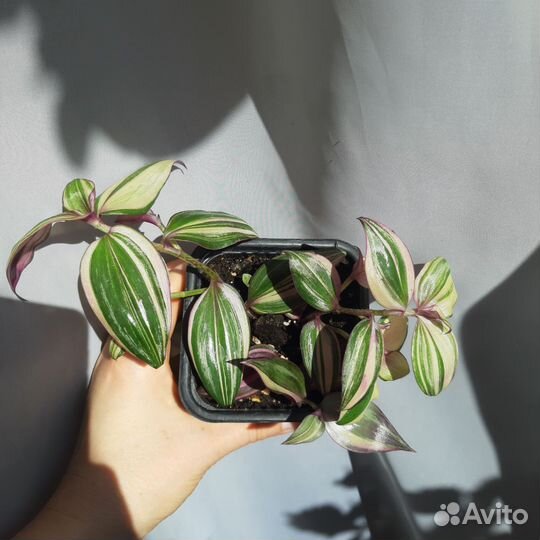 Традесканция