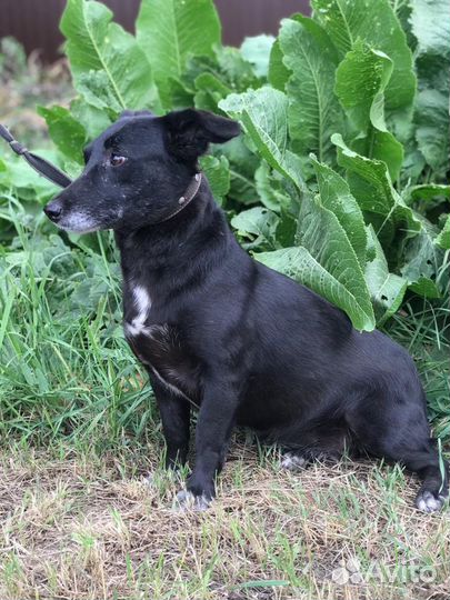 Кнопа ждёт хозяина