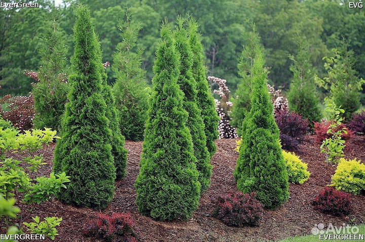 Туи зеленые