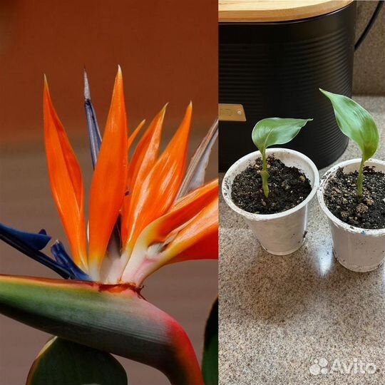 Пеперомия,кодиеум,лудизия,бонсай,спатифиллум,гера