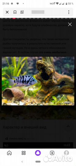 Цихлазома фламинго,цихлазома полосатая